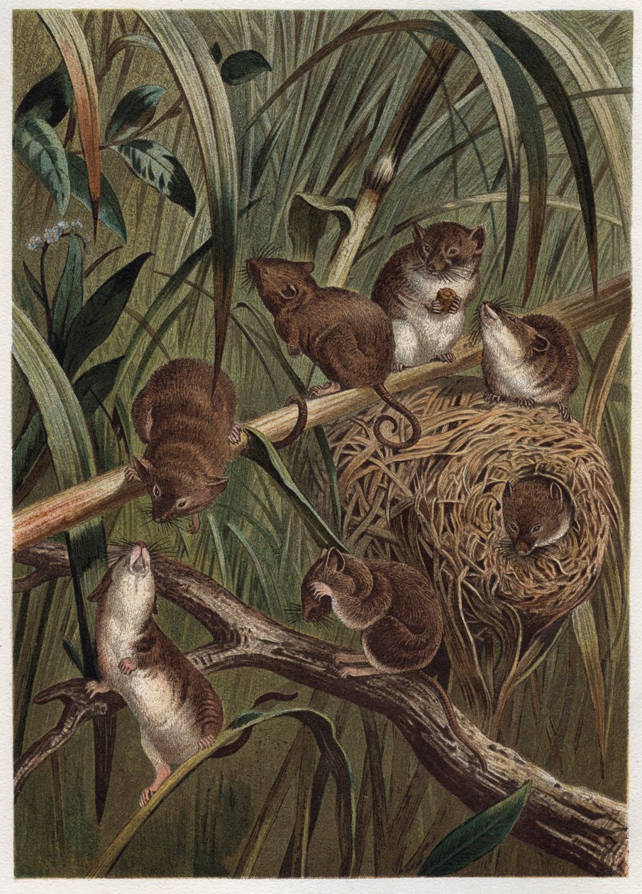 Szüreti patkány (vagy törpeegér) – Eurázsiai aratóegér (Micromys minutus) – metszet Alfred Edmund Brehm (1829-1884) „” Brehm