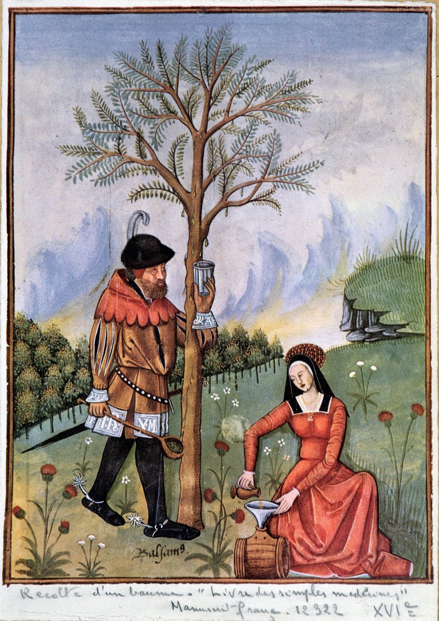 Balzsam betakarítása - Egyszerű gyógyszerek könyve alkotó: Unknown artist