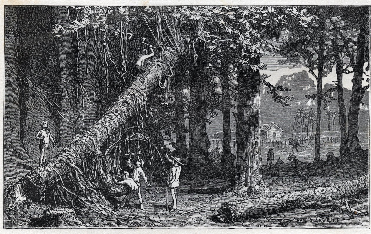 A cinchona kéreg betakarítása - Quinquina (Cinchona officinalis) alkotó: Unknown artist