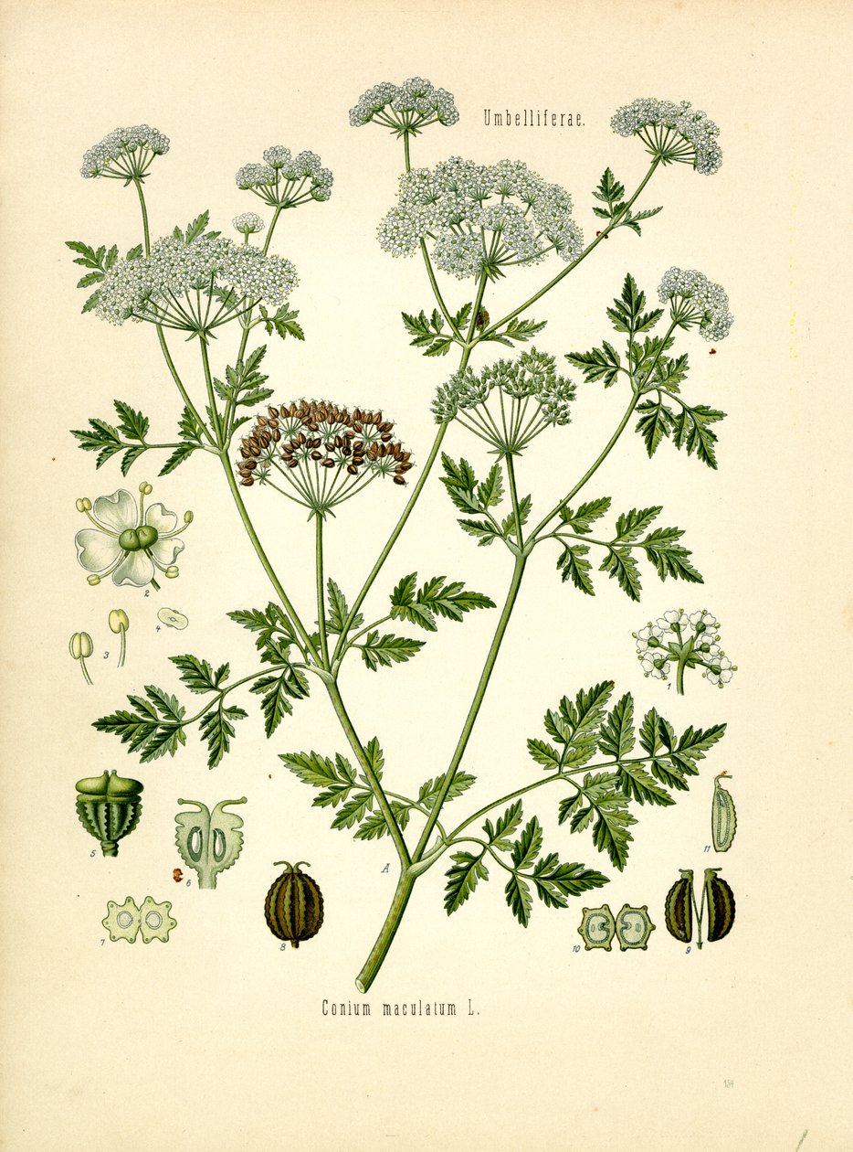 Bürök (színes litó) alkotó: Unknown artist