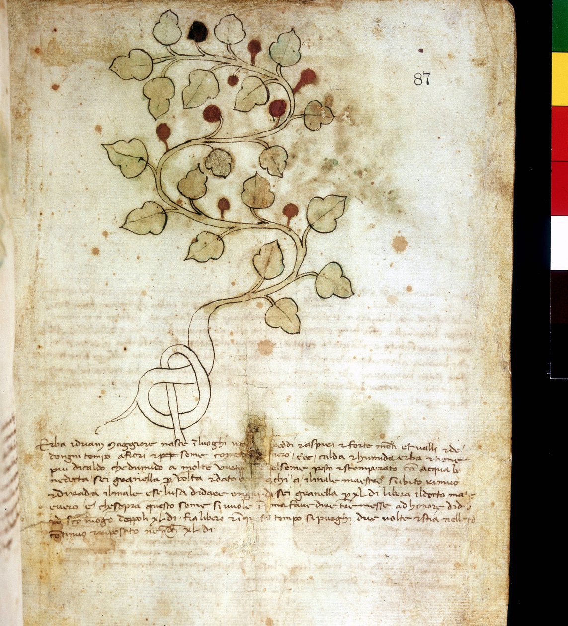 "" Idriam Maggiore""" gyógynövény vagy "" egyszerű csomó formájú fű"". Botanikai tábla, Rimini közösségi könyvtár alkotó: Unknown artist