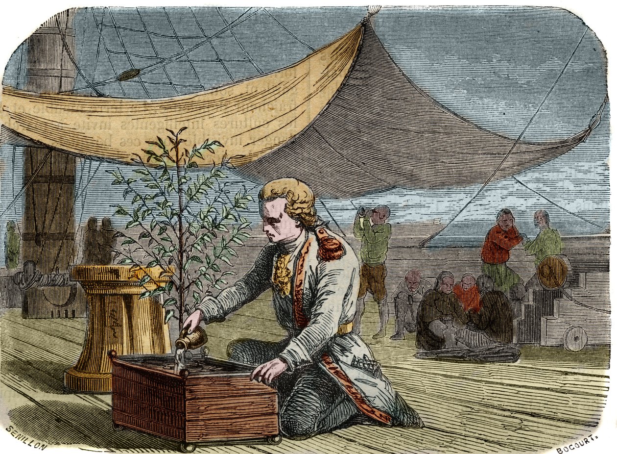 A kávézó története: Gabriel de Clieu kapitány (Declieux, Desclieux) (1687/1678-1774 körül), akit 1725-ben XIV. Lajos király kapott megbízással Martinique-ra egy kávéfőző üzem (kávéfőző) visszahozásával, megosztja vele a vízadagját. hogy megmentse a kiszára alkotó: Unknown artist