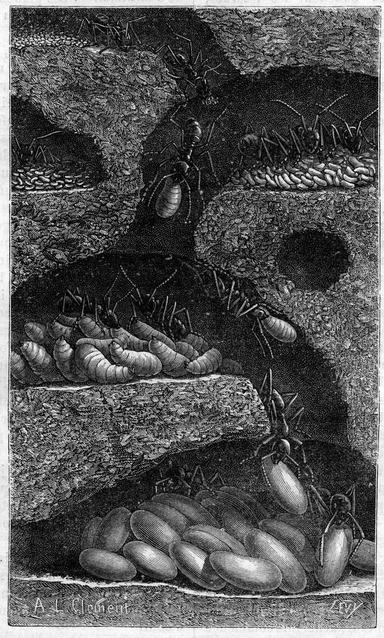 Tojások és lárvák elhelyezése egy hangyában. Metszet az 1888-as „” le Journal de la Jeunesse „”-ban. alkotó: Unknown artist