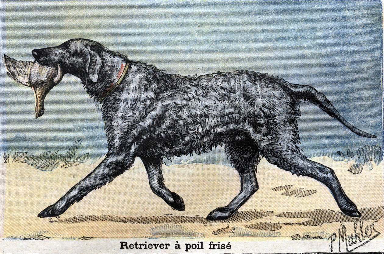 Vadászkutya: Göndör szőrű retriever alkotó: Unknown artist