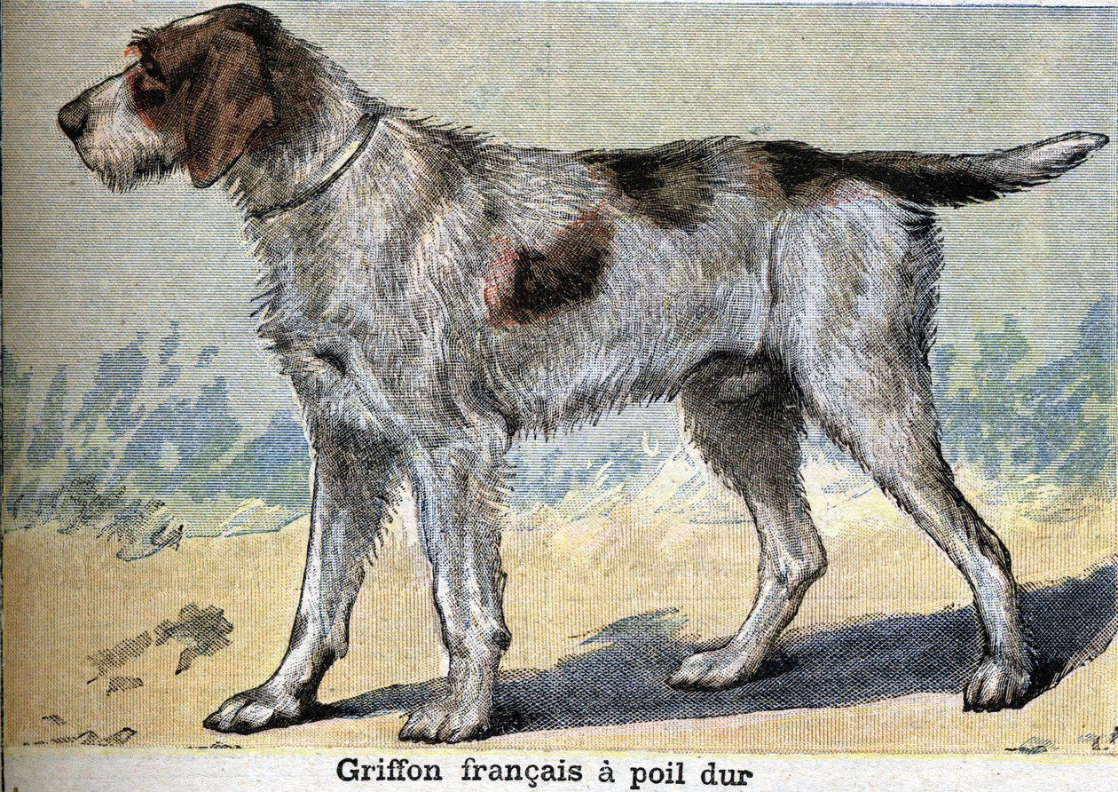 Vadászkutya: Griffon francais kemény szőrű alkotó: Unknown artist