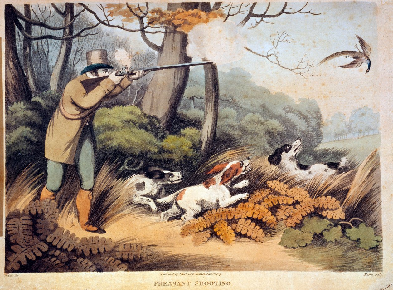 Fácánvadászat Angliában. 19. századi metszet. Gien, vadászati múzeum alkotó: Unknown artist