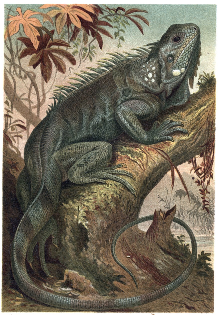 Iguana – Iguana (növényevő gyíkok) – metszet Alfred Edmund Brehm (1829-1884) „” Brehm