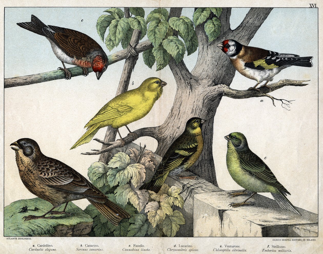 Illusztráció a "Natural History of birds" (A madarak természettörténete), szerk. Hoepli, Milánó. alkotó: Unknown Artist