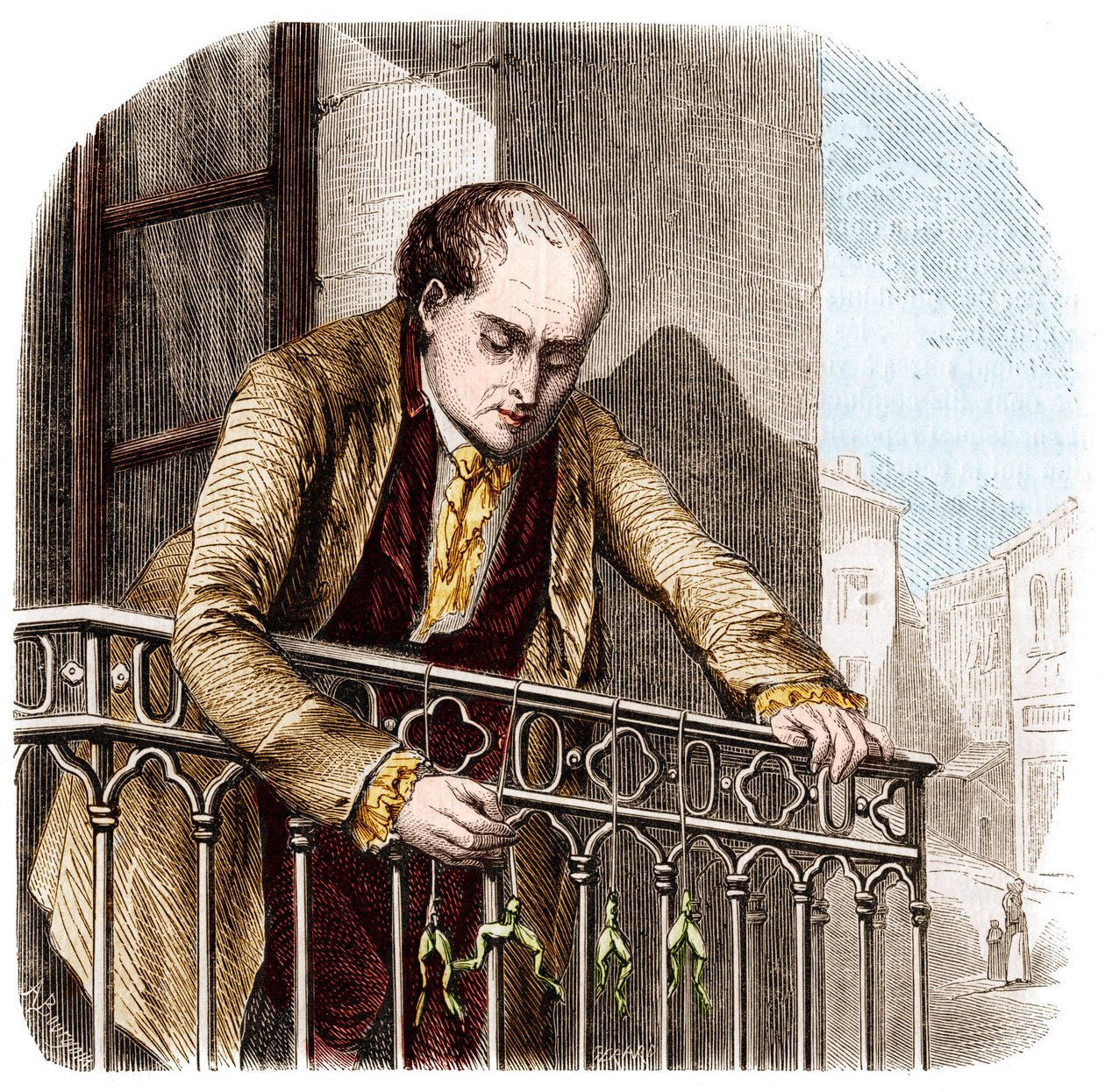 Illusztráció Luigi Galvani olasz fizikus és orvos (1737 - 1798) békákkal végzett kísérleteiről. alkotó: Unknown artist