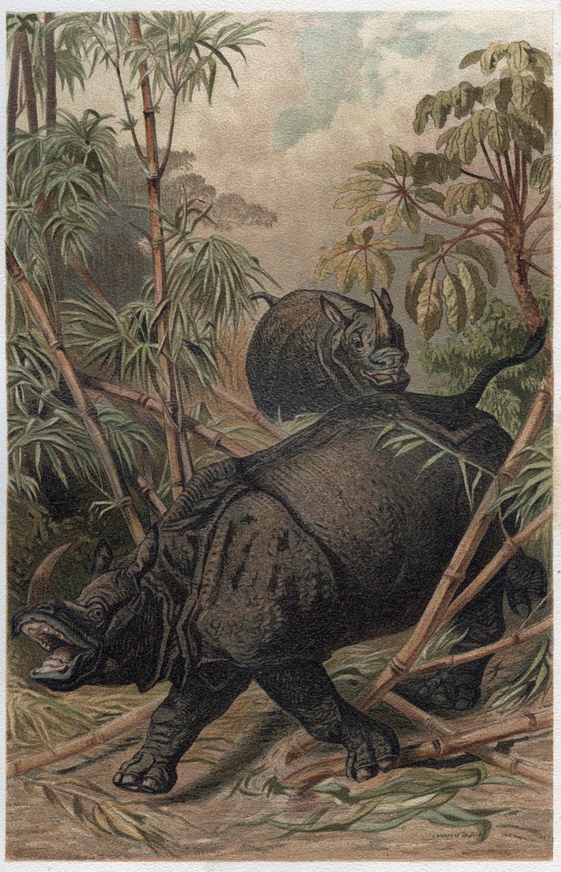Indiai orrszarvú – Az indiai orrszarvú (Rhinoceros unicornis) – metszet Alfred Edmund Brehm (1829-1884) „” Brehm