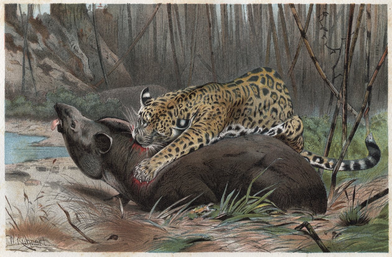 Jaguár (Panthera onca) – metszet Alfred Edmund Brehm (1829-1884) „” Brehm