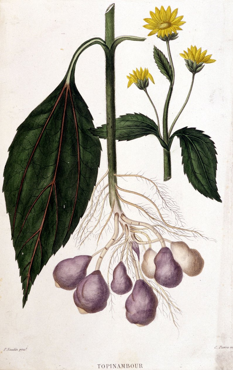 Csicsóka - botanikai tábla alkotó: Unknown artist