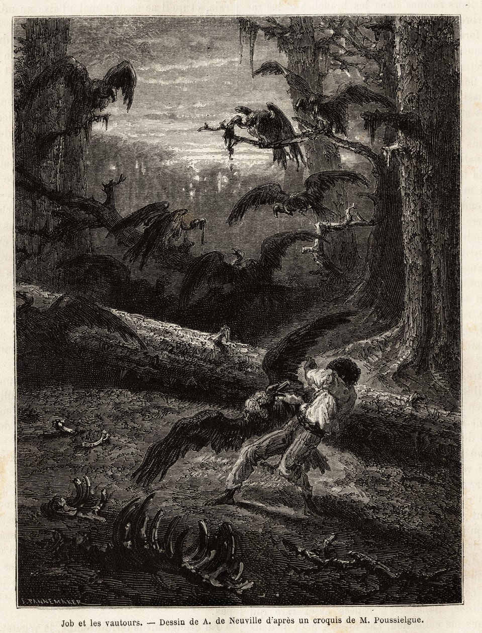 Job (a szerkesztő útitársa), keselyűk támadták meg. Metszet a Quatre mois en Florida című történet illusztrálására, M. Pousselgue, 1851-1852, megjelent a "" le tour du monde"-ban, D