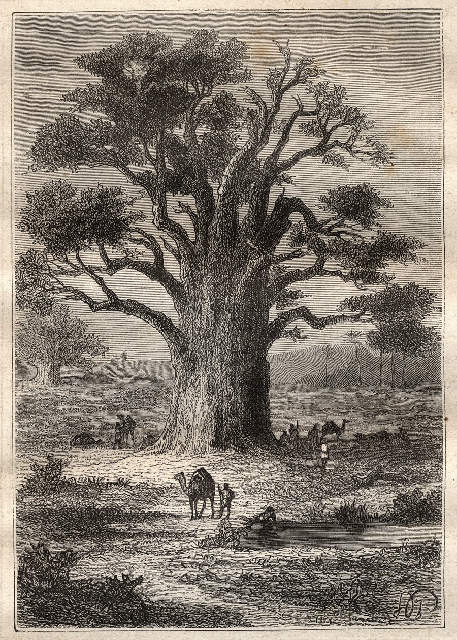 Frederic Conrad (Konrad) Hornemann (1772-1801) Utazása (1798) Fezzanba (Líbia): egy baobab - az illusztráció a „” A 18. századi nagy tengerészek” című könyvből” alkotó: Unknown artist