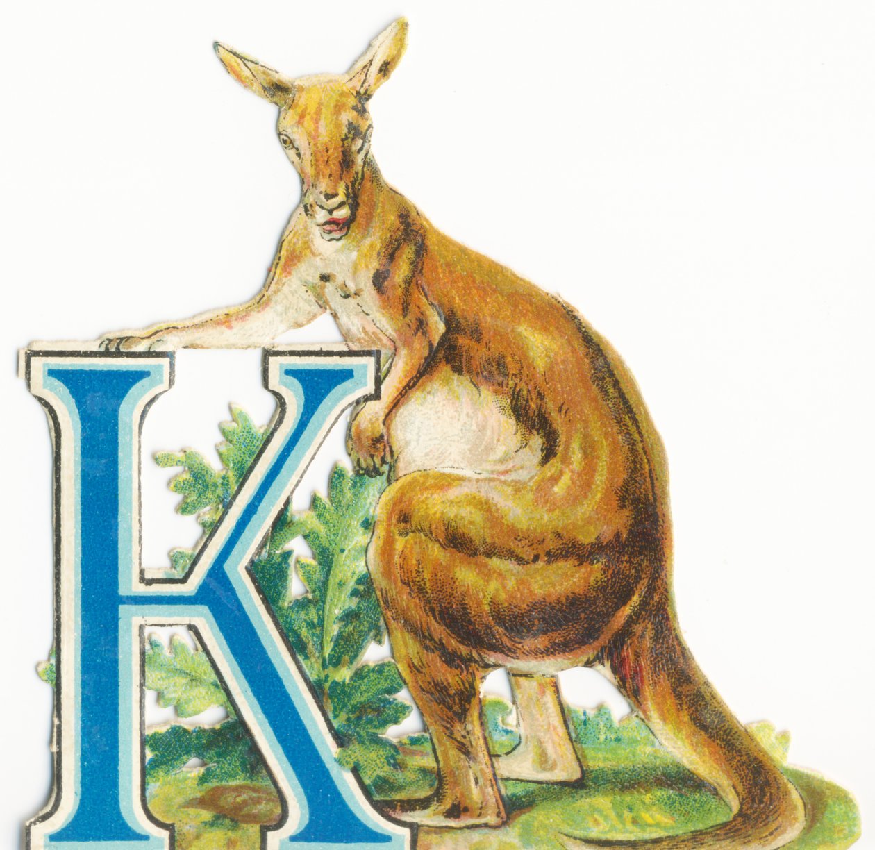 K: Kenguru alkotó: Unknown artist