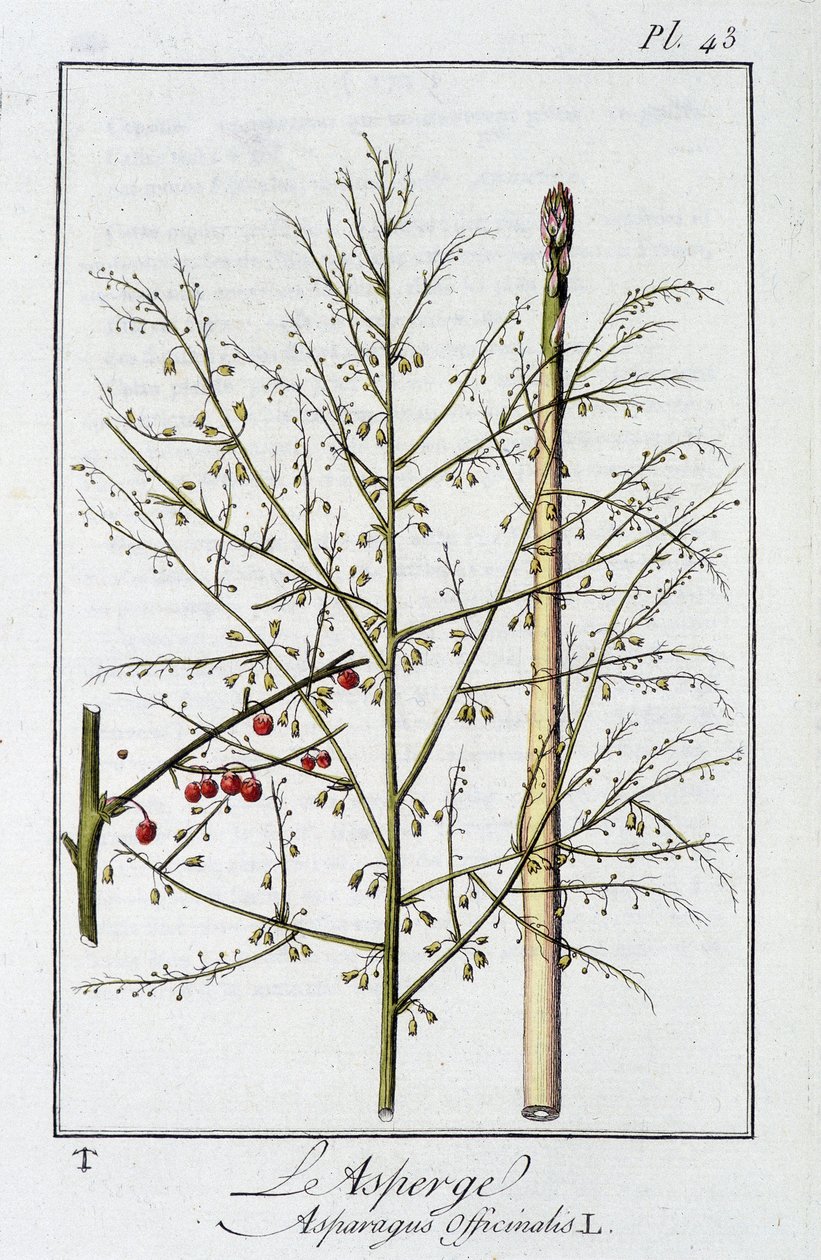 Spárga (Asparagus Officinalis) – a „Gyakorlatok a botanikában a kereskedők számára”, szerkesztő: J.C. Philibert, Imprimerie de Crapelet, Párizs alkotó: Unknown artist