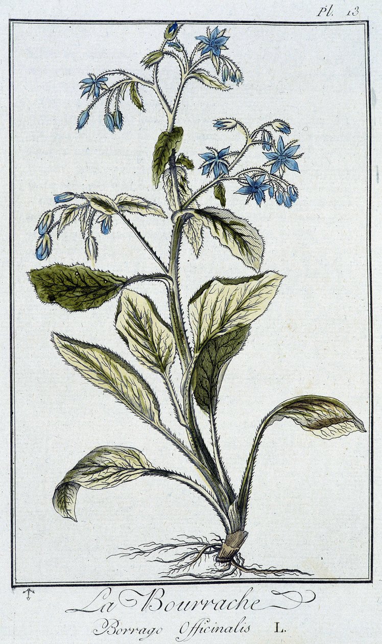 Borágó (Borago Officinalis) – „Gyakorlatok a botanikából a kereskedők számára”, írta J.C. Philibert, Imprimerie de Crapelet, Párizs alkotó: Unknown artist