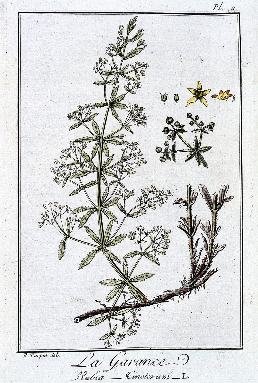 La Garance (Rubia Tinctorum) – „Gyakorlatok a botanikából a kereskedők számára”, írta J. C. Philibert, Imprimerie de Crapelet, Párizs alkotó: Unknown artist