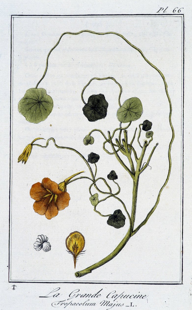 La Grande Nasturtium (Tropaeolum Majus) – „Gyakorlatok a botanikából a kereskedők számára”, írta J. C. Philibert, Imprimerie de Crapelet, Párizs alkotó: Unknown artist
