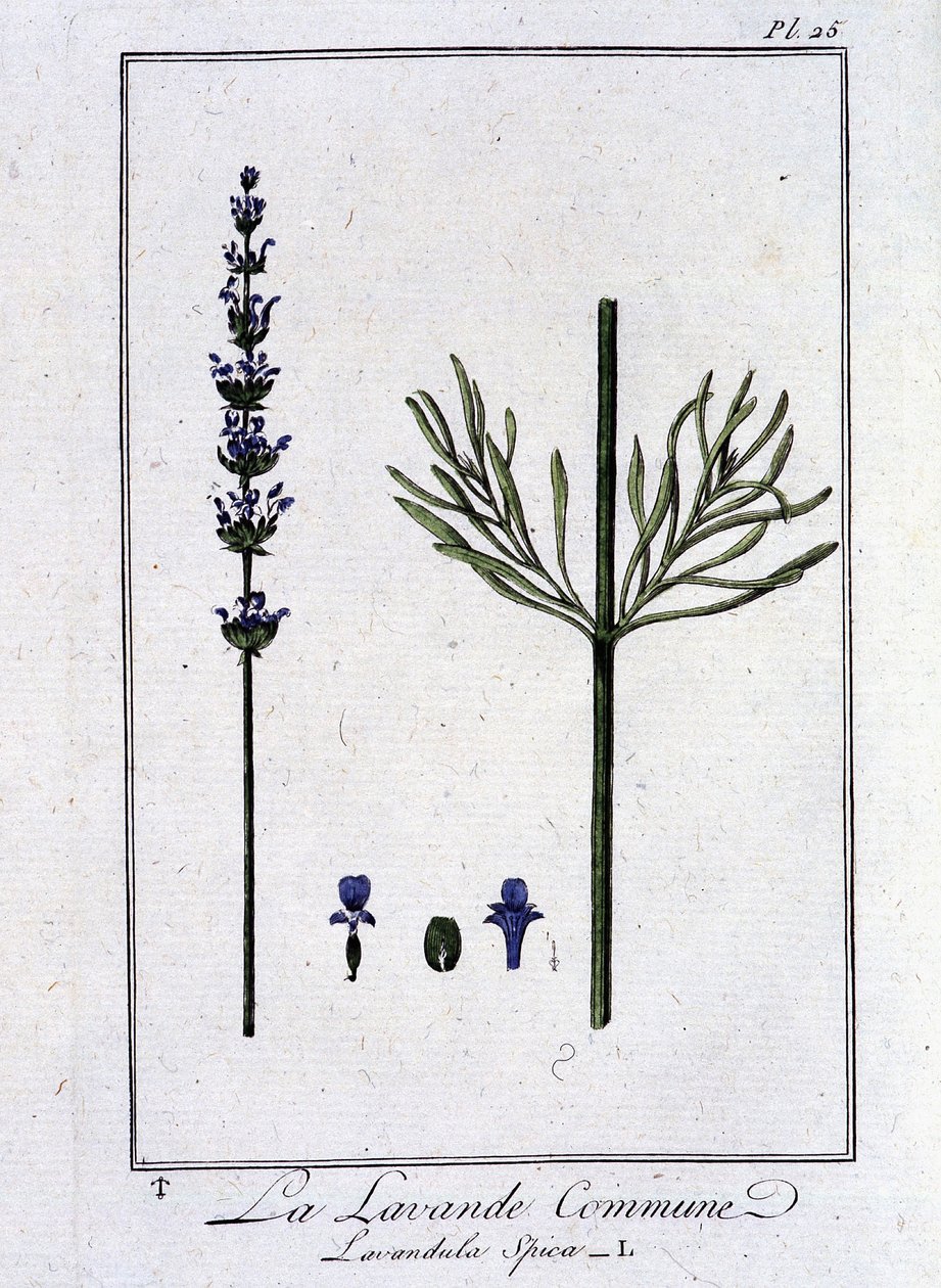 Közönséges levendula (Lavandula Spica) – a „Növénytani gyakorlatok kereskedőknek” című könyvében, írta: J.C. Philibert, Imprimerie de Crapelet, Párizs alkotó: Unknown artist