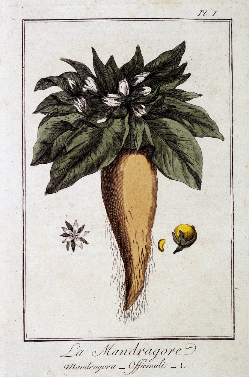 A Mandragora (Mandragora Officinalis) – a „Növénytani gyakorlatok a kereskedők számára” című kiadványban, szerkesztette: JC Philibert, Imprimerie de Crapelet, Párizs alkotó: Unknown artist
