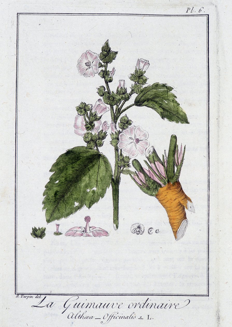 A közönséges mályvacukor (Althaea Officinalis) – a „Növénytani gyakorlatok kereskedők számára” című kiadványban, szerkesztette J.C. Philibert, Imprimerie de Crapelet, Párizs alkotó: Unknown artist