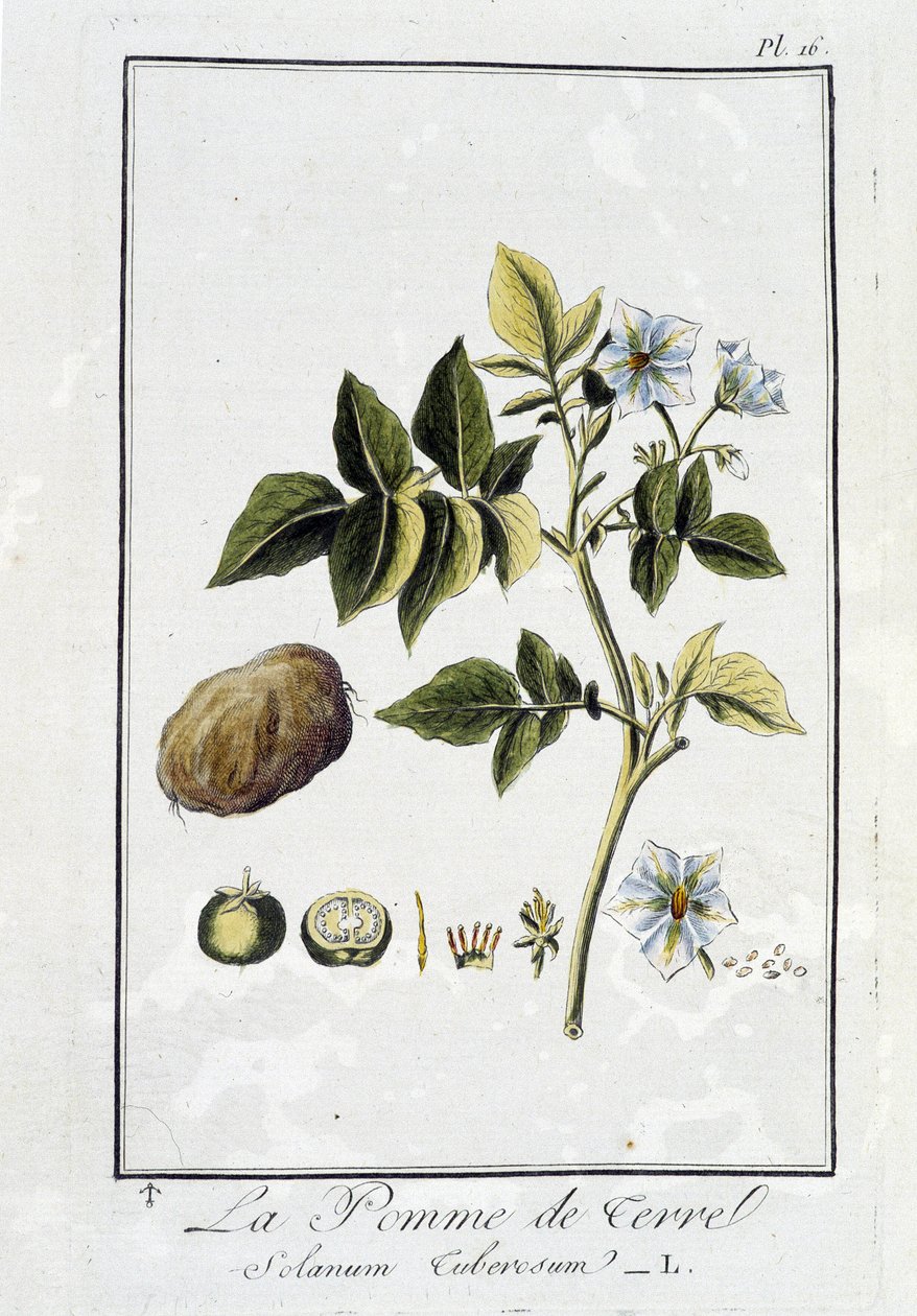 Burgonya (Solanum Tuberosum) – a „Növénytani gyakorlatok kereskedők számára” című könyvében, írta J. C. Philibert, Imprimerie de Crapelet, Párizs alkotó: Unknown artist