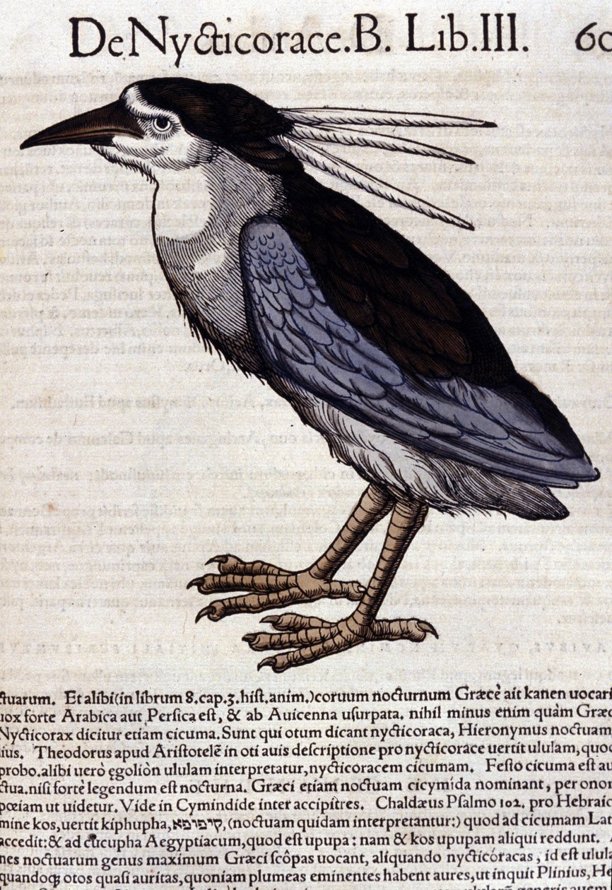 La bihoreau in Historia Animalium, Conrad Gesner (1516-1565), Tiguri alkotó: Unknown artist