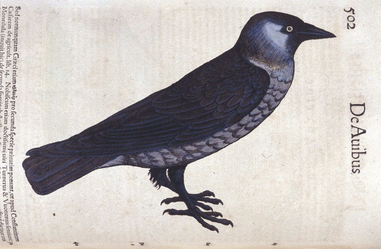 La choucas in Historia Animalium, Conrad Gesner (1516-1565), Tiguri alkotó: Unknown artist
