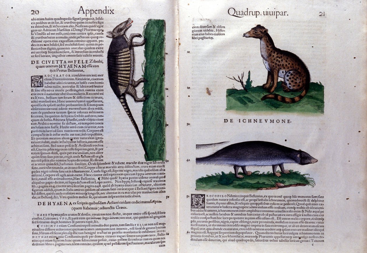 La civette, la hiéna és la mangouste, Conrad Gesner (1516 - 1565), Tiguri Az állatok története című könyvében alkotó: Unknown artist