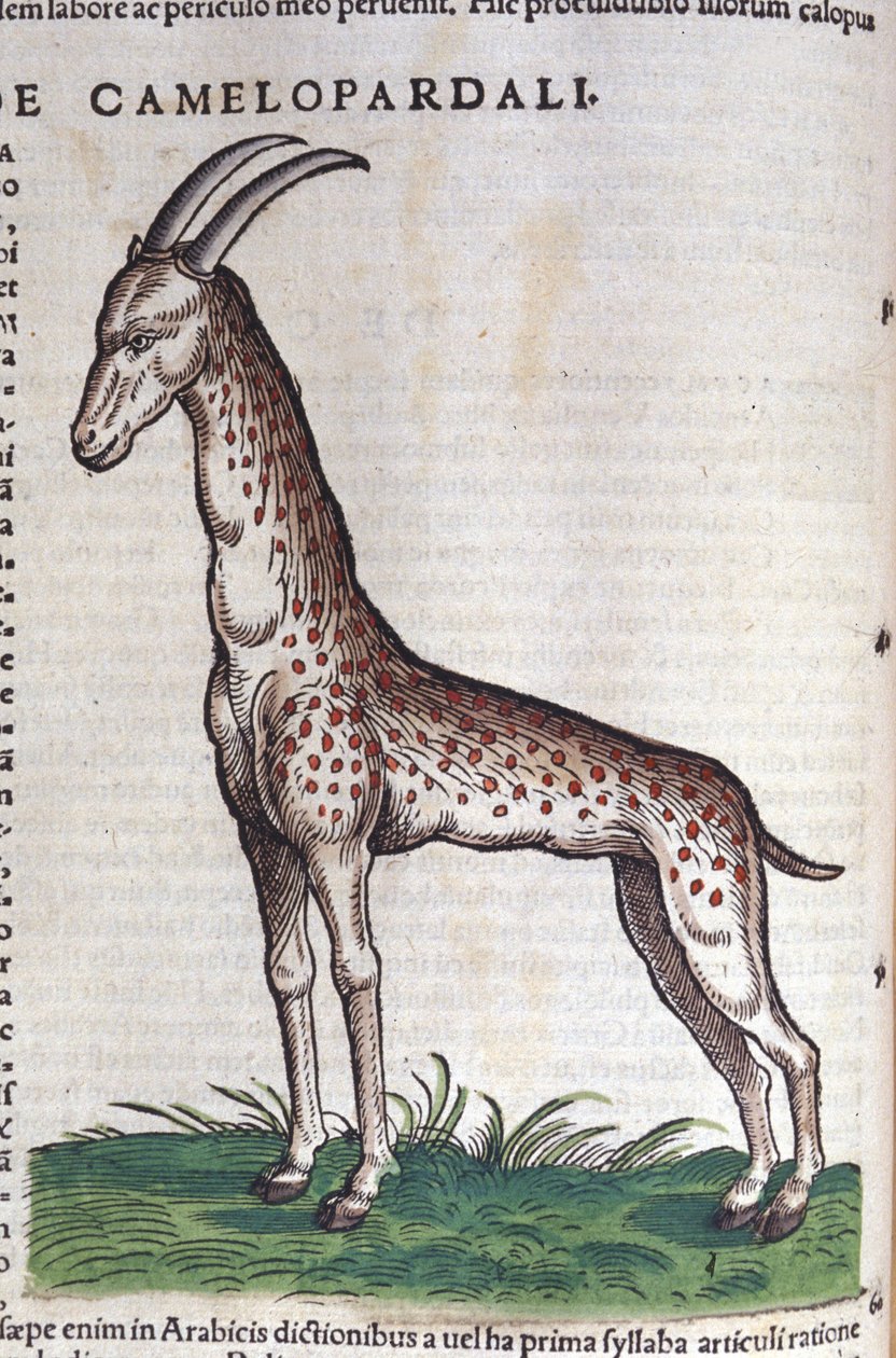 La zsiráf. in Historia Animalium, Conrad Gesner (1516-1565), Tiguri alkotó: Unknown artist
