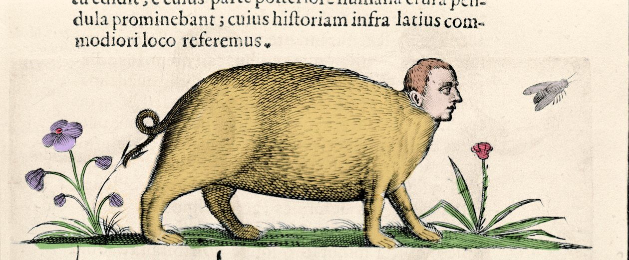 La manticore - Fortunio While "A szörnyek okairól szóló második könyvben". alkotó: Unknown artist