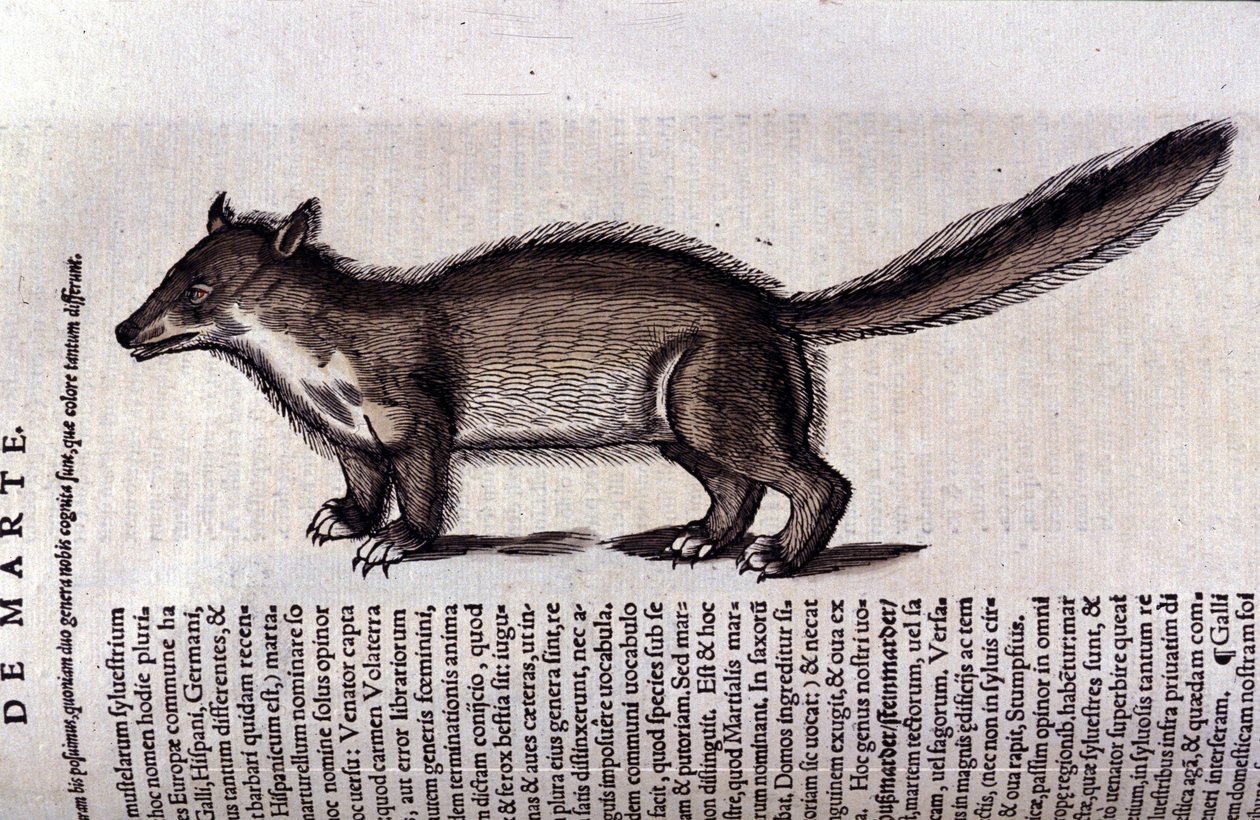 La martre (vagy marte) a Historia Animalium de Conrad Gesnerben (1516-1565), Tiguri alkotó: Unknown artist