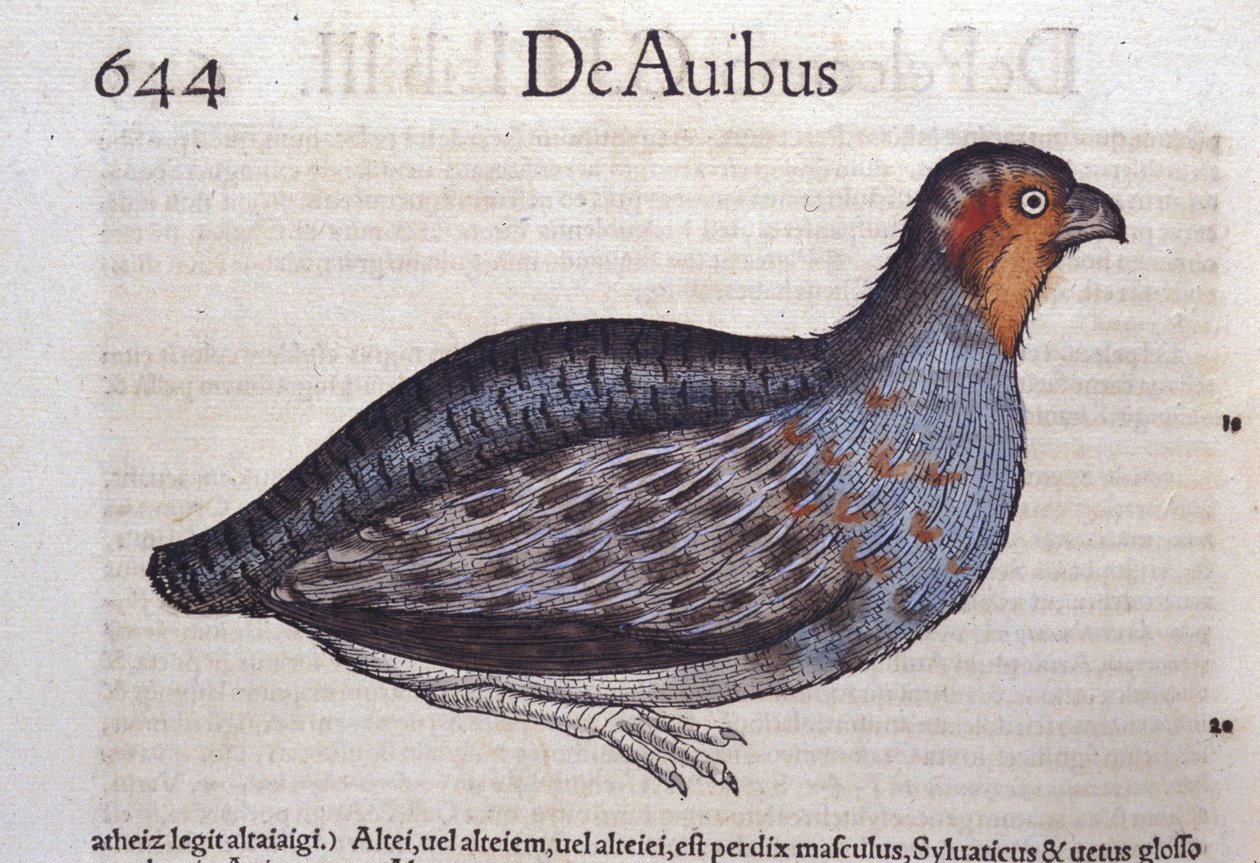 Conrad Gesner (1516-1565), Tiguri: La fogoly in Historia Animalium alkotó: Unknown artist