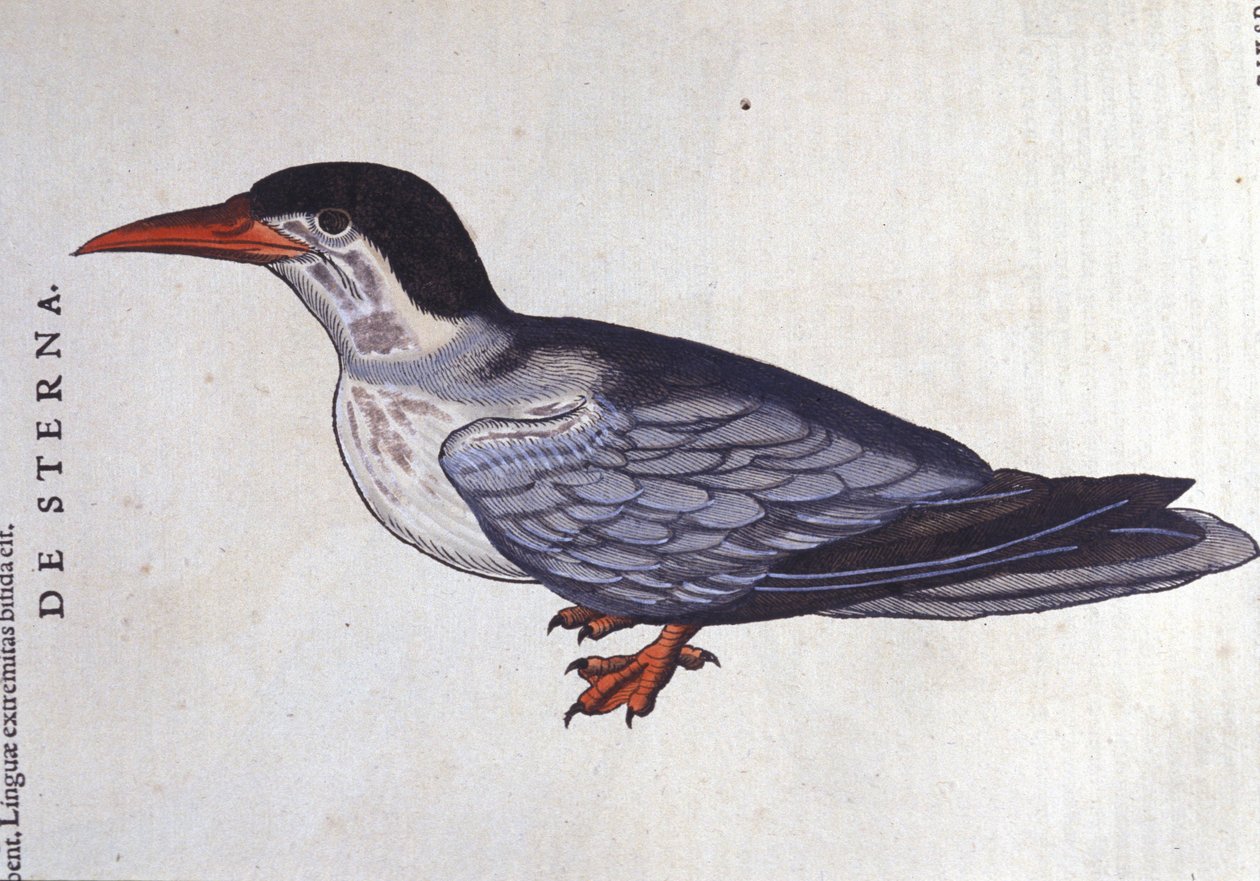 La tern ou des mers in Historia Animalium de Conrad Gesner (1516 - 1565), Tiguri alkotó: Unknown artist