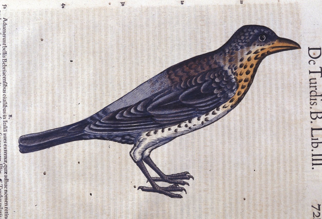 Conrad Gesner (1516-1565), Tiguri: Rigó a Historia Animaliumban alkotó: Unknown artist
