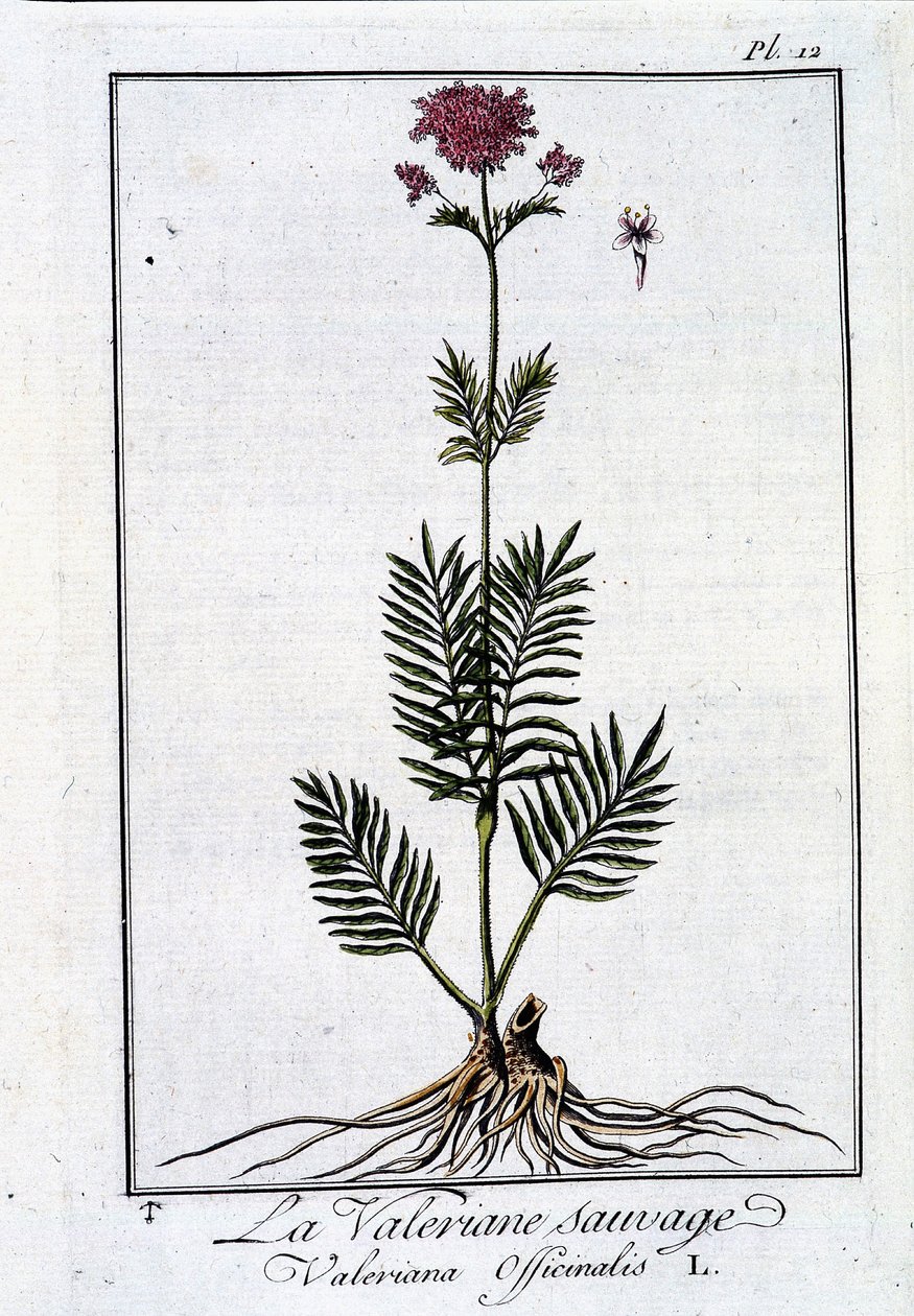 Vad macskagyökér – J.C. Philibert, imp. a párizsi Crapelet-ből alkotó: Unknown artist