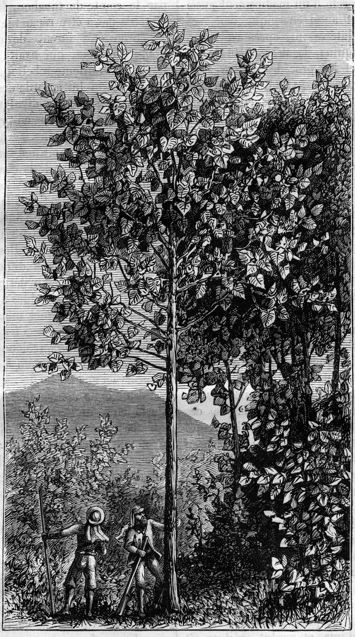 A cinchona fa (Cinchona officinalis). Metszet a „természetbe” alkotó: Unknown artist