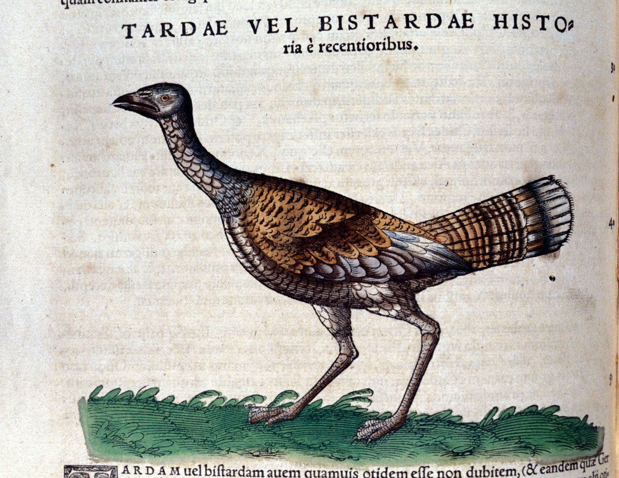 Túzok a Historia Animaliumban, Conrad Gesner (1516-1565), Tiguri alkotó: Unknown artist