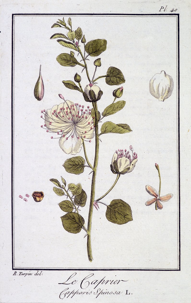 A Caprier (Capparis Spinosa) - „Gyakorlatok a botanikából a kereskedők számára”, szerkesztette: JC Philibert, Imprimerie de Crapelet, Párizs alkotó: Unknown artist