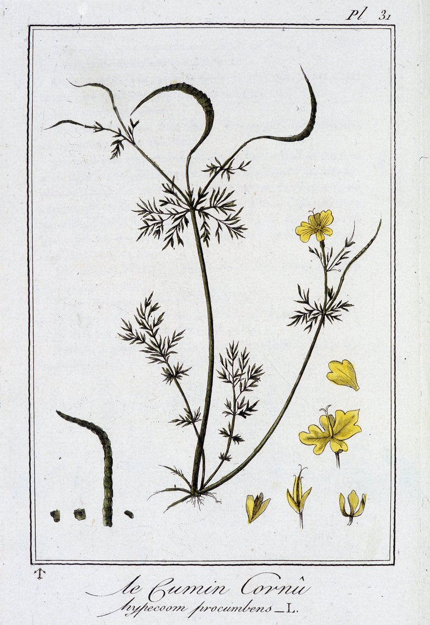 Szarvas kömény (Hypecoum procumbens) – a „Gyakorlatok a botanikából a kereskedők számára”, szerkesztő: J.C. Philibert, Imprimerie de Crapelet, Párizs alkotó: Unknown artist