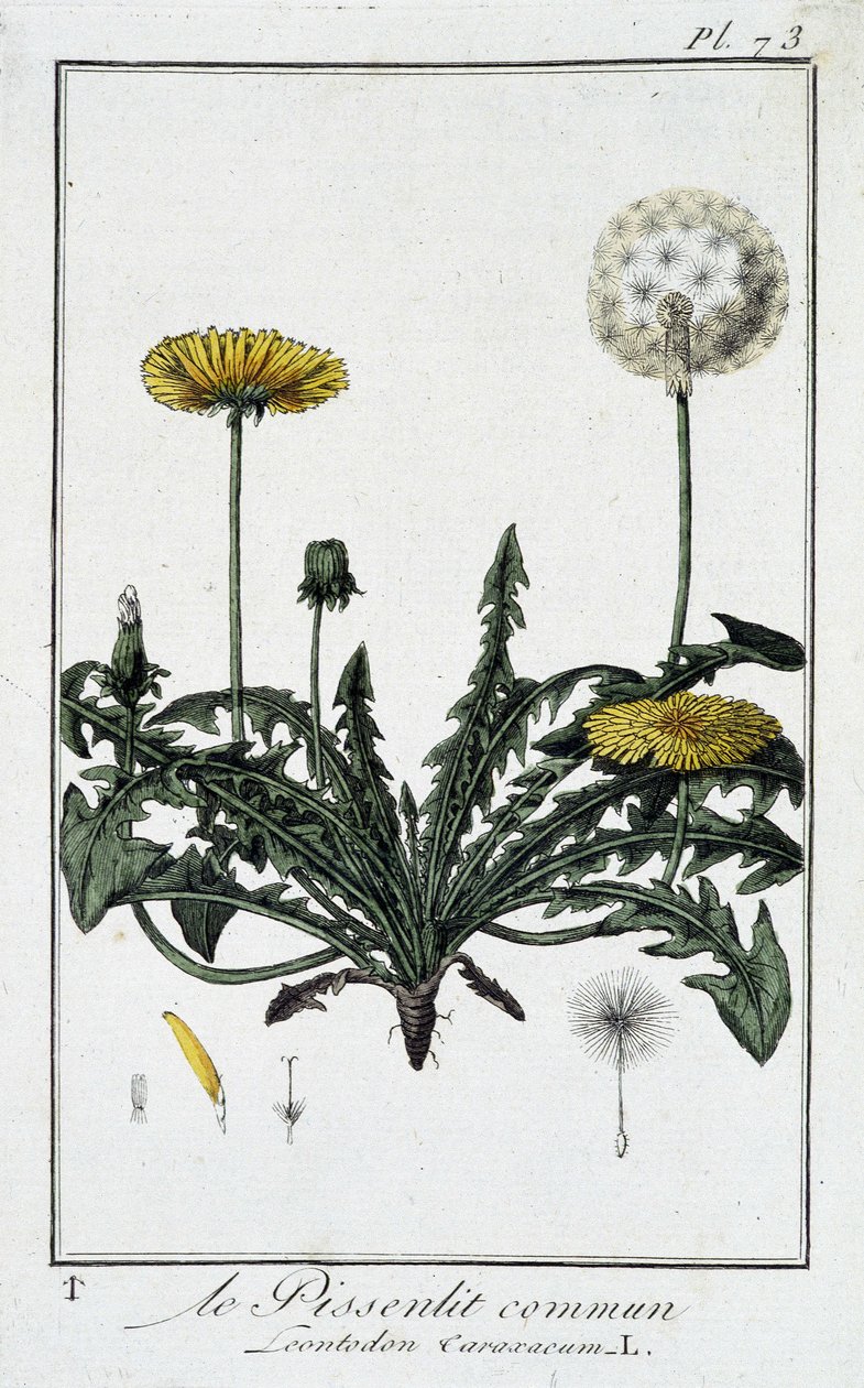 A közönséges gyermekláncfű (Leontodon caraxacum) – a „Növénytani gyakorlatok kereskedők számára” című könyvében, írta J.C. Philibert, Imprimerie de Crapelet, Párizs alkotó: Unknown artist