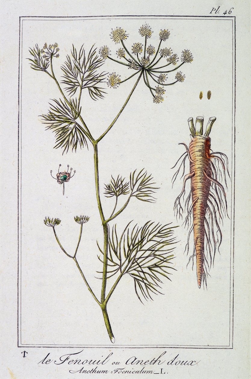 Az édeskömény vagy édes kapor (Anethum Foeniculum) – a „Növénytani gyakorlatok a kereskedők számára” című kiadványban, J.C. Philibert, Imprimerie de Crapelet, Párizs alkotó: Unknown artist
