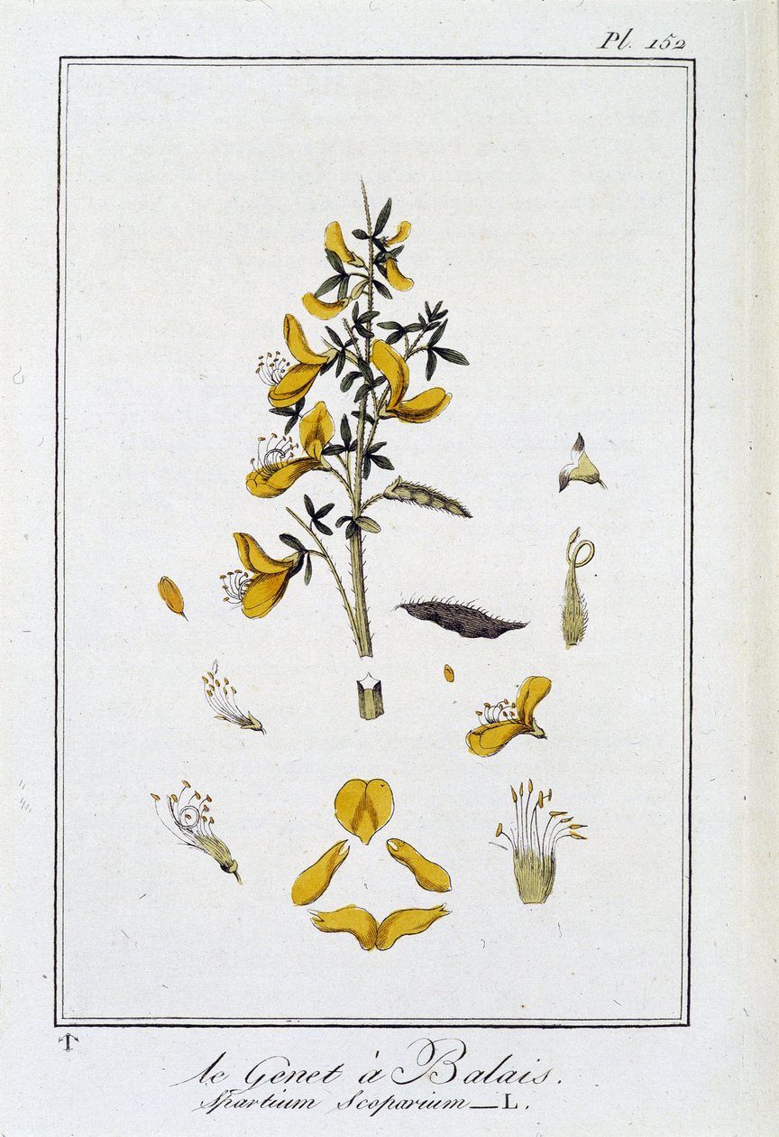 Le Genet a Broom (Spartium Scoparium) – „Gyakorlatok a botanikából a kereskedők számára”, szerkesztette: J.C. Philibert, Imprimerie de Crapelet, Párizs alkotó: Unknown artist