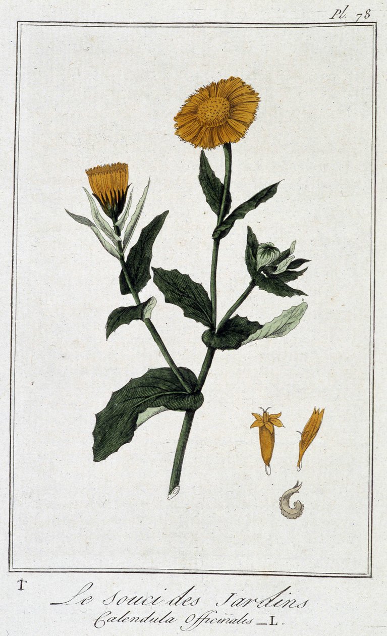 Körömvirág (Calendula Officinalis) – a „Növénytani gyakorlatok kereskedők számára” című könyvében, írta J.C. Philibert, imp. Crapelet, Párizs alkotó: Unknown artist