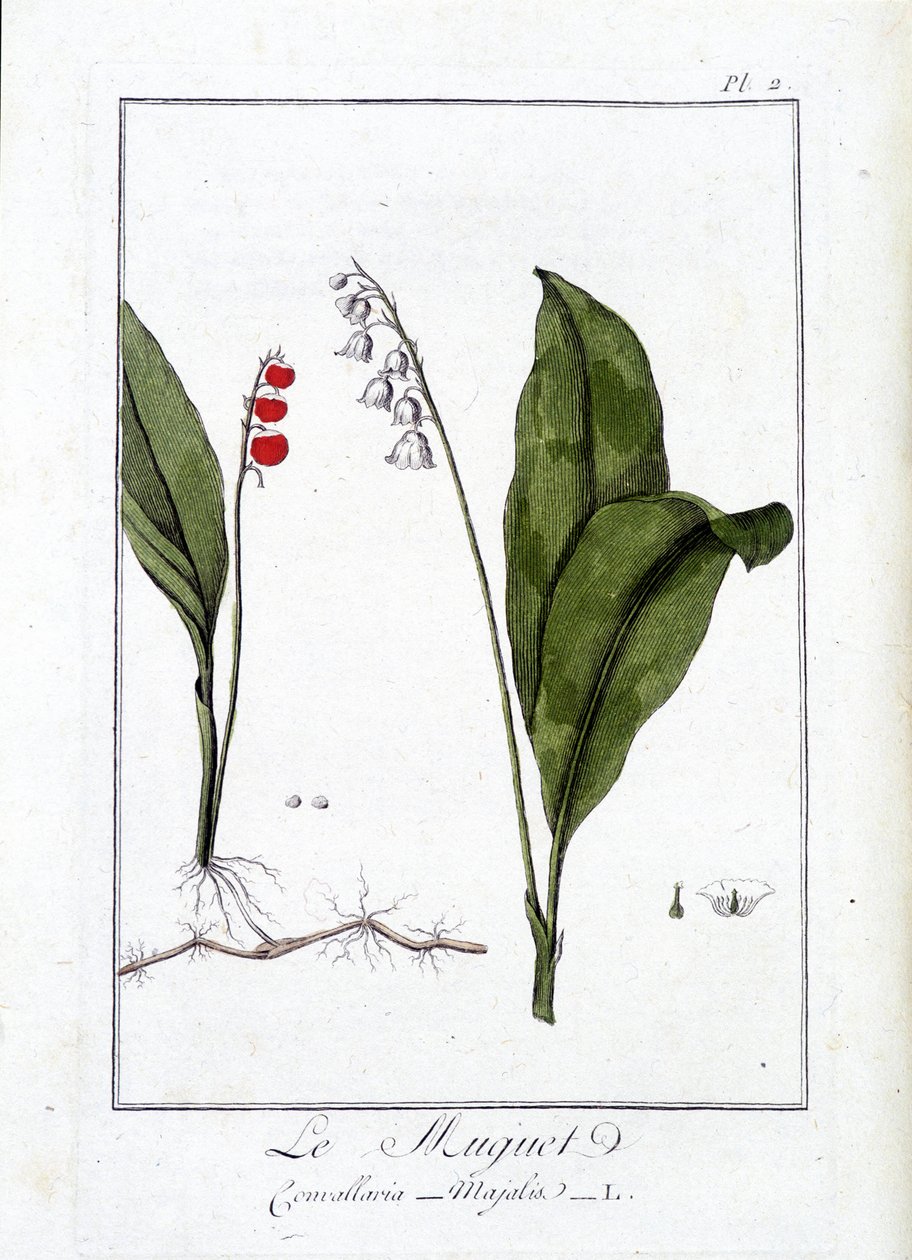 A rigó (Convallaria Majalis) – „Gyakorlatok a botanikából a kereskedők számára”, írta J.C. Philibert, Imprimerie de Crapelet, Párizs alkotó: Unknown artist