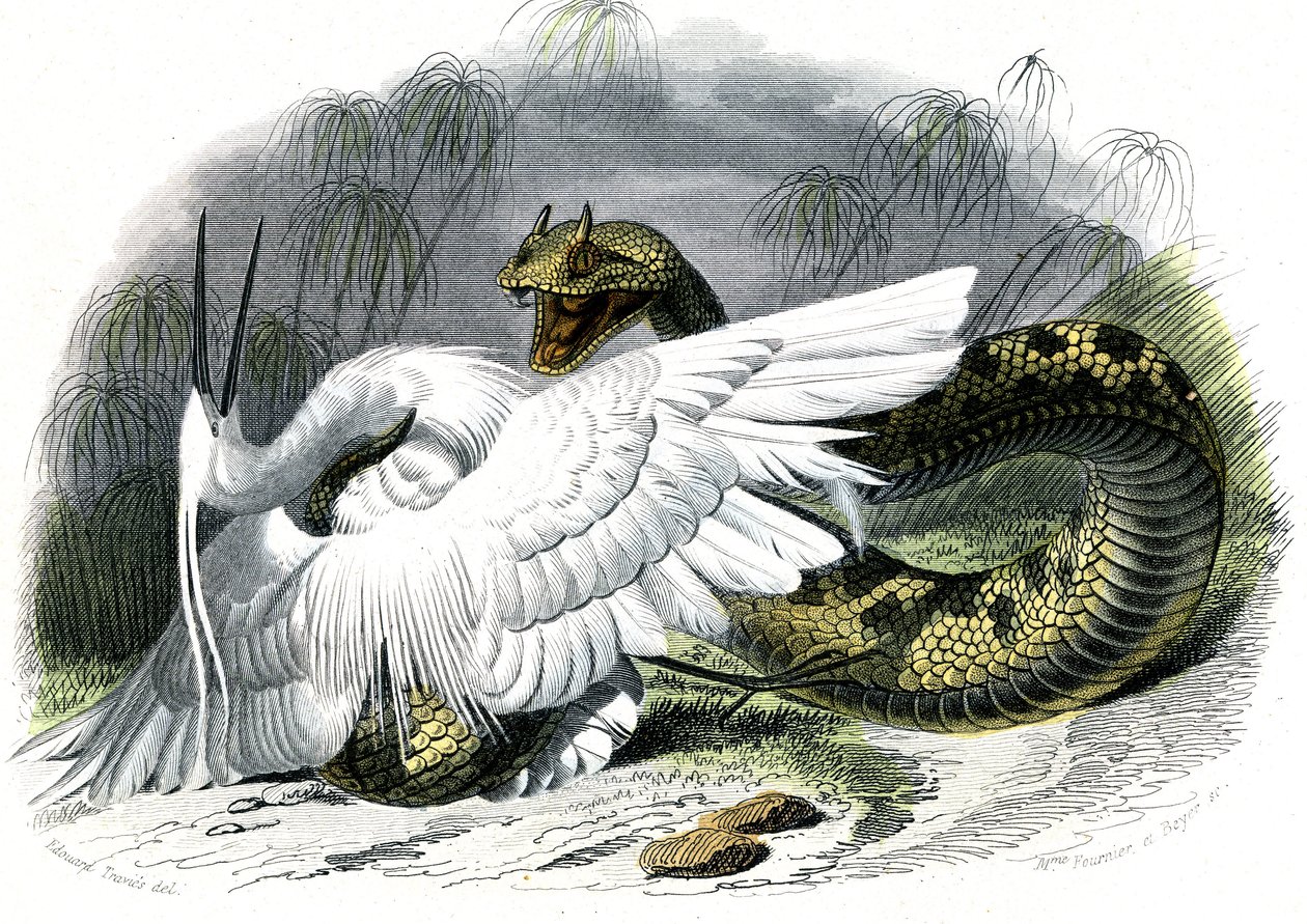 Le ceraste (Vipera cerastes) – Bernard Germain de Lacepede (1856-1925) táblája természetrajzból, P.Furme kiadás, Párizs alkotó: Unknown artist