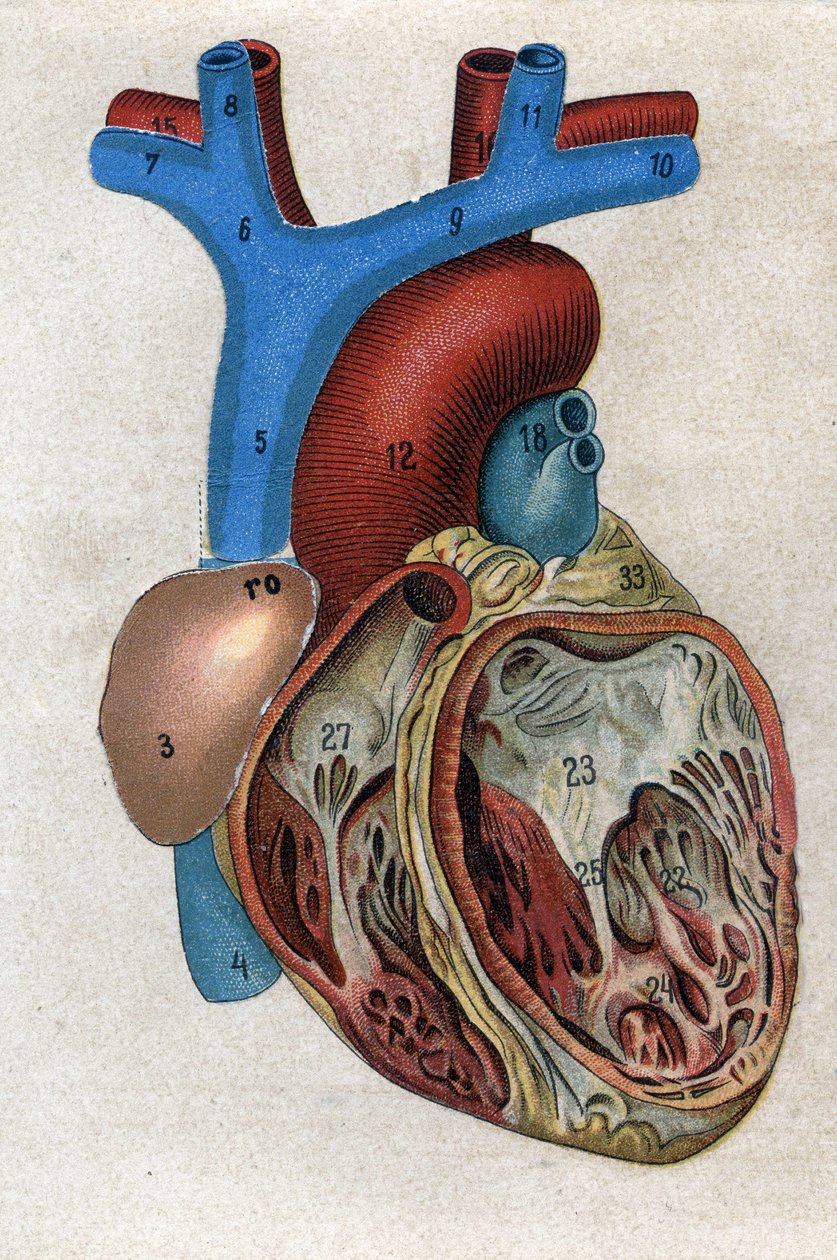 Le coeur.in „Az új természetes gyógyszer”” F.E. Bilz. 1898. alkotó: Unknown artist