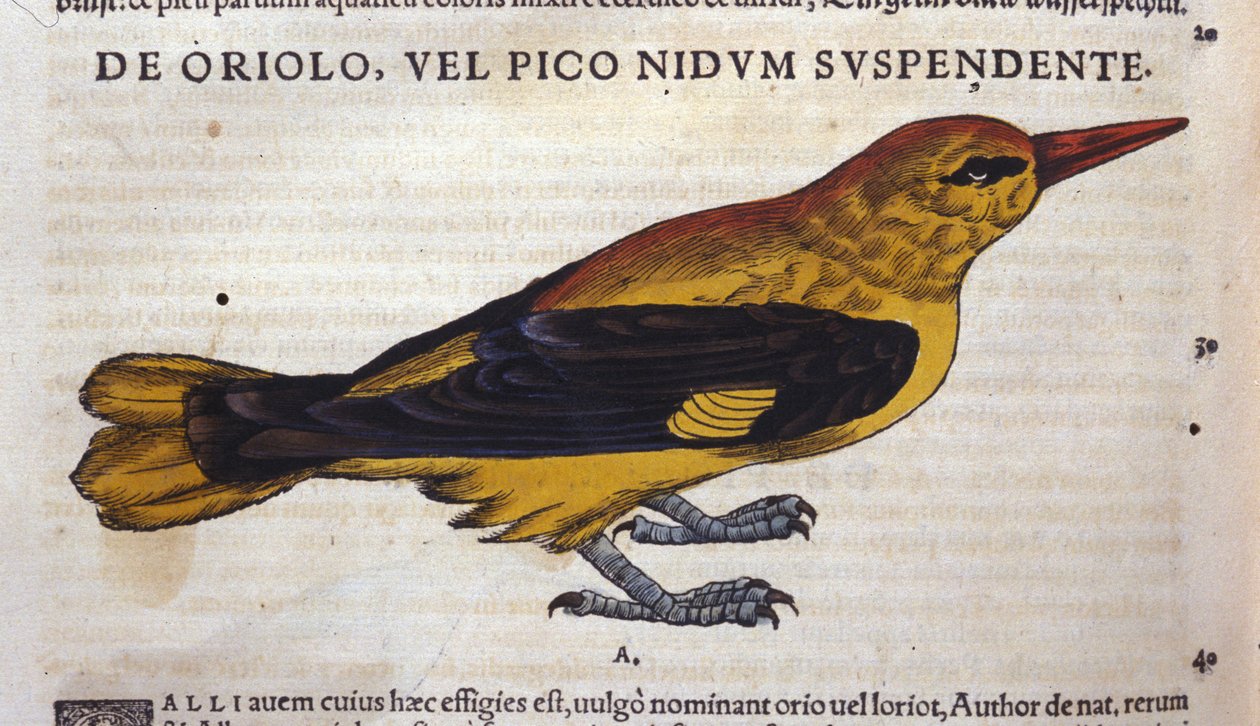 Le pic in Historia Animalium, Conrad Gesner (1516-1565), Tiguri alkotó: Unknown artist