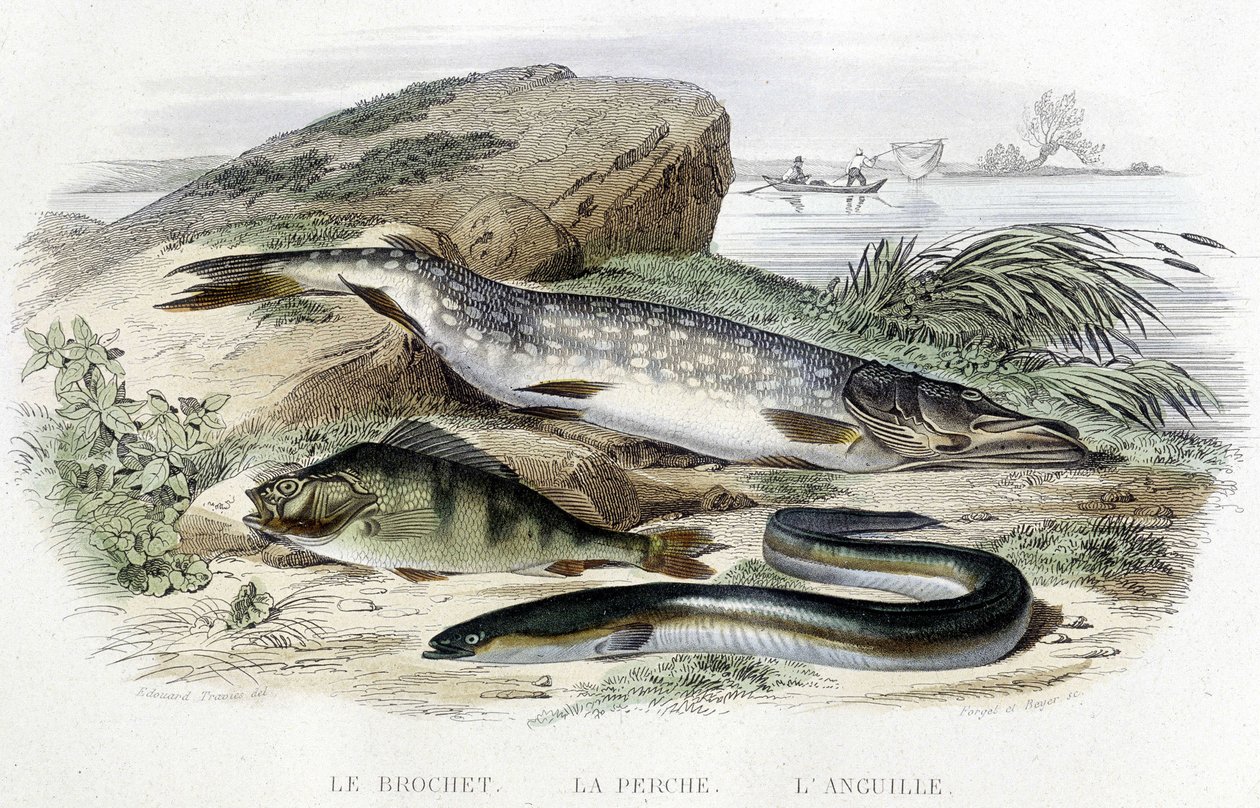 A csuka, a süllő és az angolna - Lacépède „Histoire naturelle” című kötetében, T.II, szerk. Furne and Co., Párizs alkotó: Unknown artist